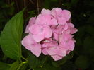 Hydrangea macrophylla (2016, July 02)