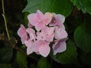 Hydrangea macrophylla (2016, July 02)