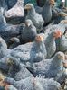 pui plymouth rock barat