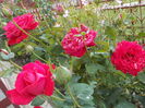 DSCN0797[1]