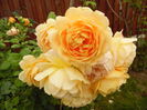 091