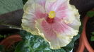 DSC06081