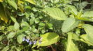 DSC06087