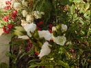 campanula persicifolia la belle