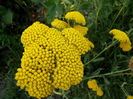 achillea cloth of gold