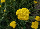 achillea cloth of gold.