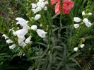 Physostegia virginiana Alba
