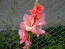 gladiole somon