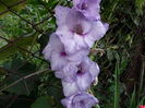 gladiola lila