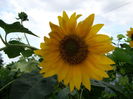 floarea soarelui decorativa-