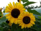 floarea soarelui decorativa,