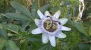 passiflora caerulea