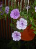 Calibrachoa Double Amethyst (16,Jul.02)