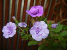 Calibrachoa Double Amethyst (16,Jul.02)