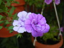 Calibrachoa Double Amethyst (16,Jul.02)