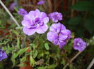 Calibrachoa Double Amethyst (16,Jul.14)