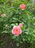 Boscobel