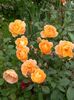 Lady Emma Hamilton