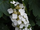hydrangea quercifolia