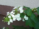 hydrangea quercifolia