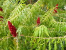 rhus typhina