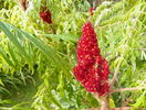 rhus typhina