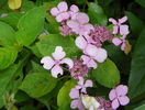 hydrangea serr. Bluebird