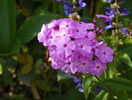 phlox de la mama