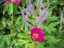 veronicastrum