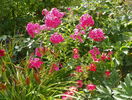 phlox si Babylon Sunshine Eyes