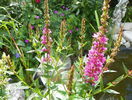 lythrum salicaria Robert