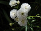 achillea The Pearl