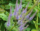 veronicastrum