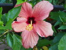 hibiscus Cairo Apricot