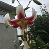lilium Scheherazade