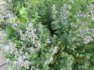 Nepeta (3)
