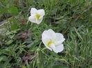 Oenothera speciosa