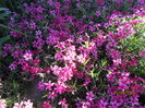 Phlox subulata (4)
