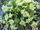 Primula (10)