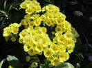 Primula (28)