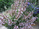 Salvia officinalis (3)