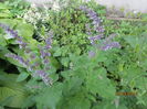 Salvia scalea (2