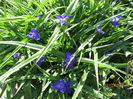 Tradescantia