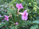 Incarvillea delavayi