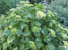hidrangea macraophylla
