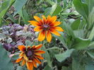Rudbeckia
