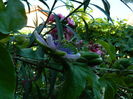 DSCN2526
