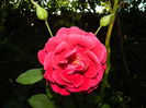 DSCN2528