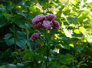 DSCN2539