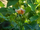 DSCN2540